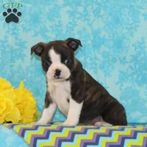 Carmen, Boston Terrier Puppy